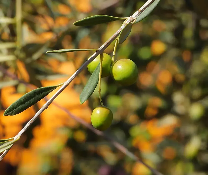 ¿Qué es el aceite de oliva virgen extra (AOVE)?