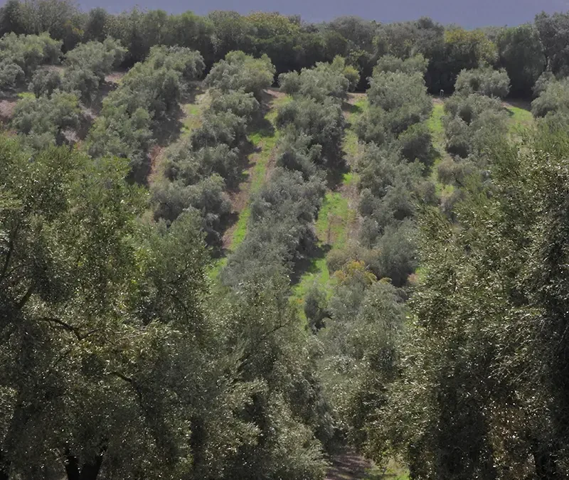 AOVE, la joya de la dieta mediterránea